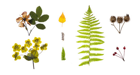 набор сухих растений