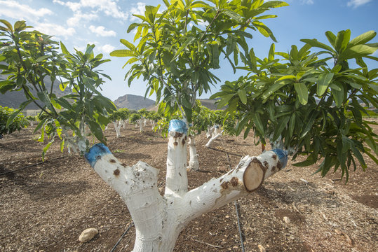 Grafting Mango Tree
