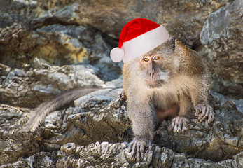 Monkey in red Santa hat on the rock of Thailand