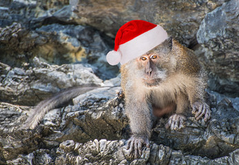 Monkey in red Santa hat on the rock of Thailand