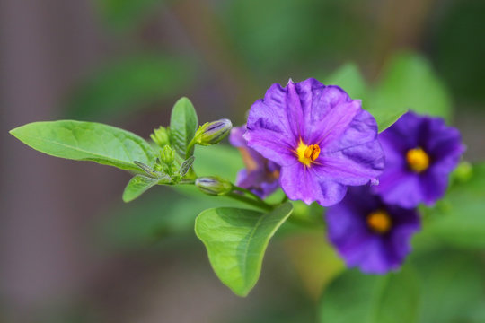 Closeup of purple flower, Kangaroo apple (Solanum laciniatum)