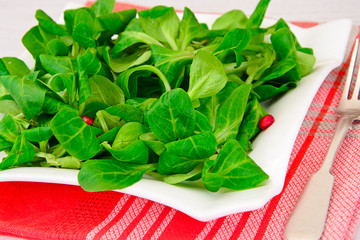 Green Fresh Salad