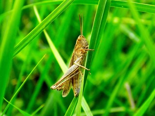 Grasshopper on grass blade