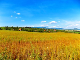 Fields, forest and sky
