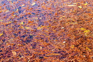 Water with leaves