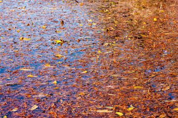 Water with leaves