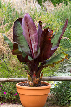 Ensete banana in pot  at garden