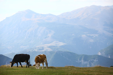 Fototapeta na wymiar Cows on a field