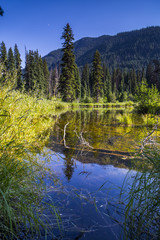 Pond in Mountain Forest