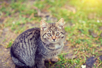 Portrait of kitten outdoors in the garden