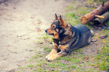 Dog lying on the ground in the countryside