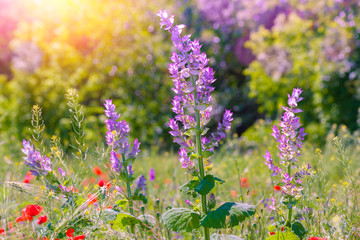 Fototapeta premium Wilde flowers on the field