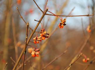 close photo of orange fruits of common spindle on the bare branches in autumn