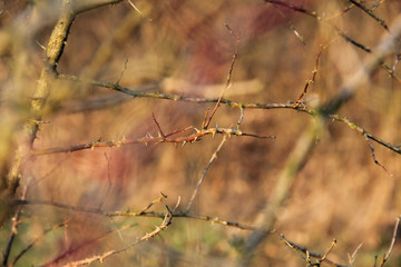 Fototapeta na wymiar close photo of some twigs with thorns