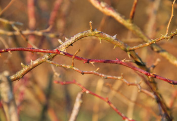 close photo of some twigs with thorns