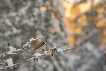 Crested Tit perching on a snow covered branch