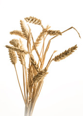 Mehrere Weizenähren auf weissem Hintergrund  - obrazy, fototapety, plakaty