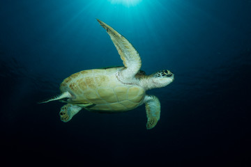 A Green Turtle - Chelonia Mydas - swims under the sun. taken in Komodo National Park, Indonesia.