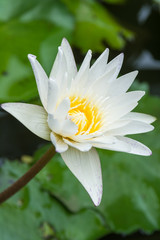 Lotus purple