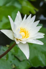 Rolgordijnen Lotus purple © Look Aod 27