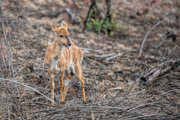 nyala in africa