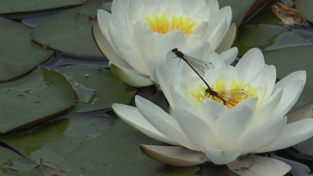 black dragonflys mating on a blossom  white nymphaea closeup