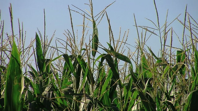 Nice Image of New corn in the field