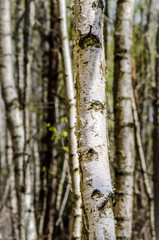 Nahaufnahme Birken Stamm