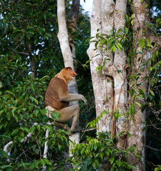 The proboscis monkey is siting on a tree in the jungle. Indonesia. The island of Borneo (Kalimantan). An excellent illustration.