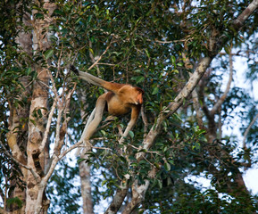 The proboscis monkey is siting on a tree in the jungle. Indonesia. The island of Borneo (Kalimantan). An excellent illustration.