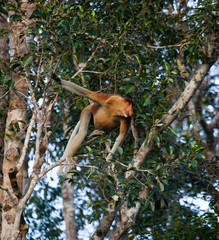 The proboscis monkey is siting on a tree in the jungle. Indonesia. The island of Borneo (Kalimantan). An excellent illustration.