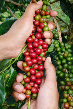 Ripe beans ready for harvest on a coffee tree