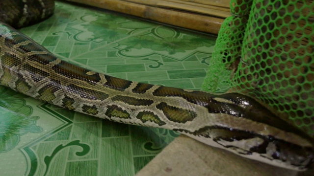 Python snake in captivity trying to escape with no success.
