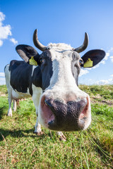 Krowa na pastwisku - obrazy, fototapety, plakaty