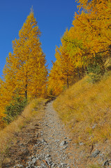 footpath through larch forest