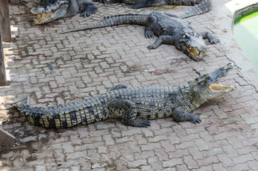  Big crocodile in a crocodile farm