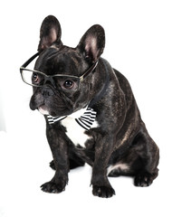 Fototapeta na wymiar dog breed French Bulldog in glasses
