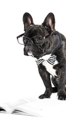 French Bulldog in glasses and a bow tie