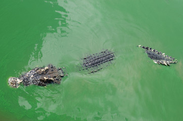 a crocodile swimming in the water.