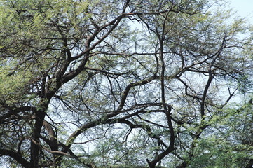 Fototapeta premium Go Green Trees