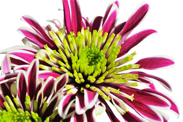Beautiful chrysanthemums closeup