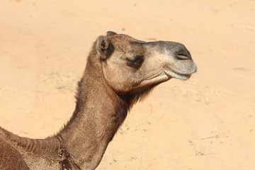 Inde / Pushkar Camel Fair (Foire aux chameaux)