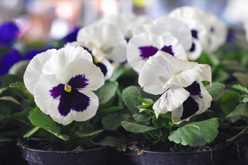 Pansy viola flower