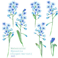 A set with the isolated floral elements in the form of watercolor blue forget-me-not flowers (Myosotis) on a white background for a decoration