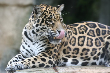 Fototapeta na wymiar Jaguar gourmand