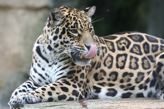 Jaguar gourmand