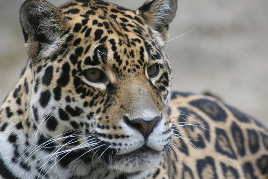 Jaguar femelle