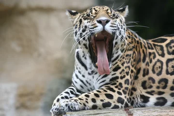 Möbelaufkleber Jaguar qui baille © llaurent789