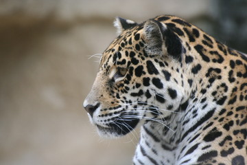 Portrait d'un jaguar de profil