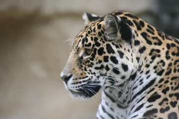 Foto op Plexiglas Portret van een jaguar in profiel © llaurent789